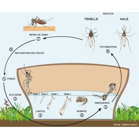 HBM Pack 5 Pièges Larve De Moustique Aqualab - Alu 6 HBM Pack 5 Pièges Larve De Moustique Aqualab - Alu – Image 4