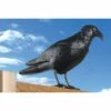EDM Corbeau En Plastique Anti-pigeons -Outil d'entretien du jardin Soldes 47279476 1
