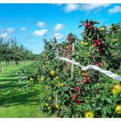 Bande Anti-Oiseaux Ruban Repulsif Oiseaux Ruban Anti-Oiseaux Epouvantail Jardin Réfléchissantes Oiseaux Piege Oiseau Repousser Des Oiseaux Effaroucheur D' Oiseaux Anti Pigeon Bird Control，4.8cm*110m，Starlight -Outil d'entretien du jardin Soldes 52788694 4