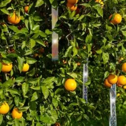 Bande Anti-Oiseaux Ruban Repulsif Oiseaux Ruban Anti-Oiseaux Epouvantail Jardin Réfléchissantes Oiseaux Piege Oiseau Repousser Des Oiseaux Effaroucheur D' Oiseaux Anti Pigeon Bird Control，4.8cm*110m，Starlight -Outil d'entretien du jardin Soldes 52788694 5