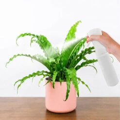 PETITES ECREVISSES Flacons Pulvérisateur Rechargeable Bouteille De Vaporisateur Transparent En Plastique Pour Jardinage Nettoyage Beauté - 300ml -Outil d'entretien du jardin Soldes 55495876 5