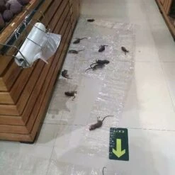 REGALI Lot De 6 Autocollants Invisibles Pour Rats Collants De 1,2 M -Outil d'entretien du jardin Soldes 59852797 3