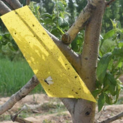 LIFCAUSAL Pièges Collants Pour Plantes Volantes Insectes Champignons Moucherons Pièges à Insectes Volants Double Face Peuvent être Coupés 20 Pièces 20*10cm Jaune -Outil d'entretien du jardin Soldes 60093533 5