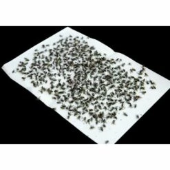 CYCLINGCOLORS 5x Papier Tue Mouche Autocollant 80x320mm Feuille Adhésif Insecte Rampant Répulsif Piège Attrape 5 CYCLINGCOLORS 5x Papier Tue Mouche Autocollant 80x320mm Feuille Adhésif Insecte Rampant Répulsif Piège Attrape -Outil d'entretien du jardin Soldes 67619393 2