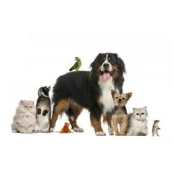 MATPRO Répulsif Animaux - 1 L Blanc Opaque -Outil d'entretien du jardin Soldes 8119910 2